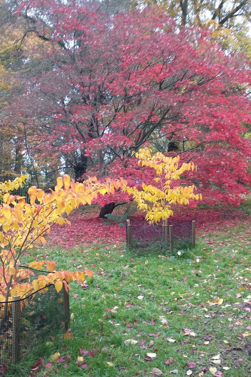 Harcourt Arboretum (University of Oxford)