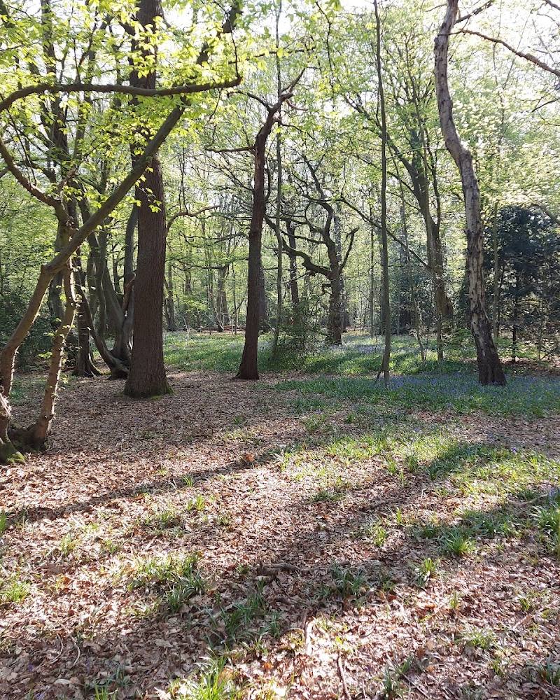 Hartswood Ancient Woodland — Source image