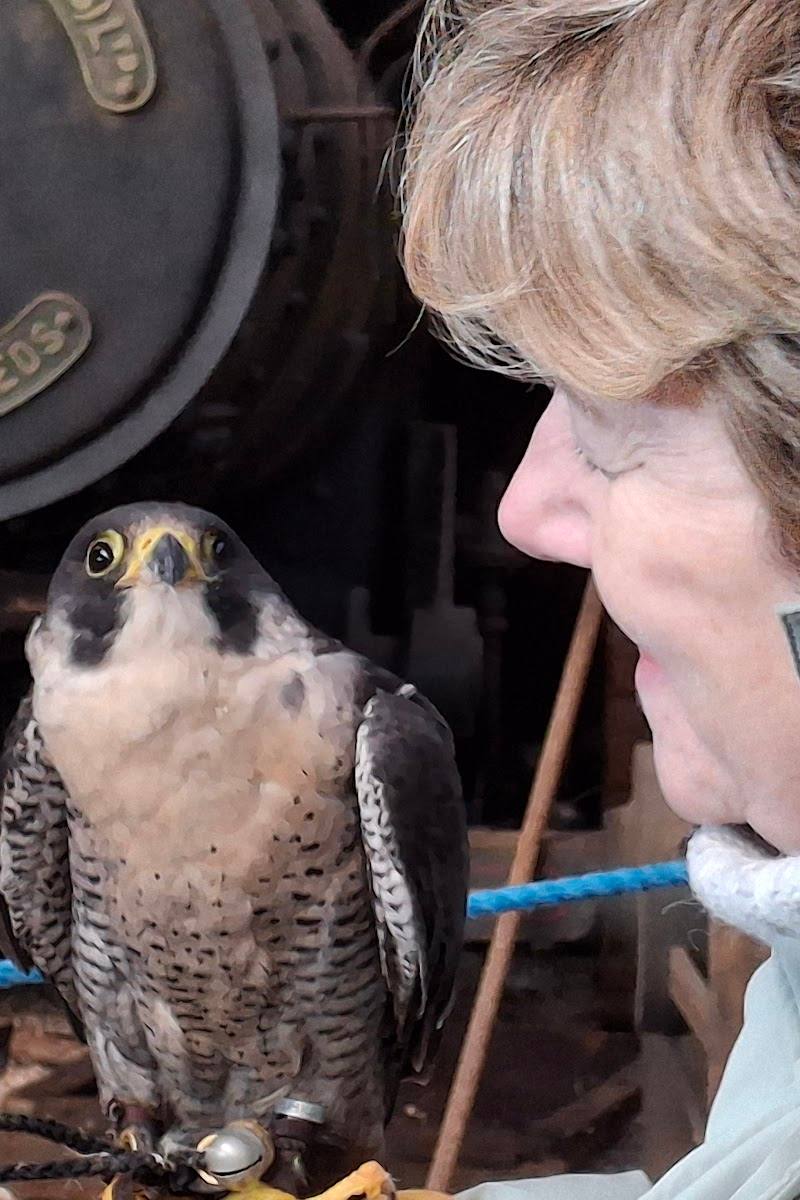 Hawkridge Bird of Prey Centre — Place photograph