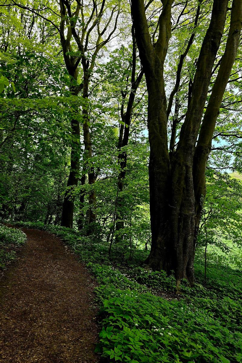 Hawthorn Dene Footpath