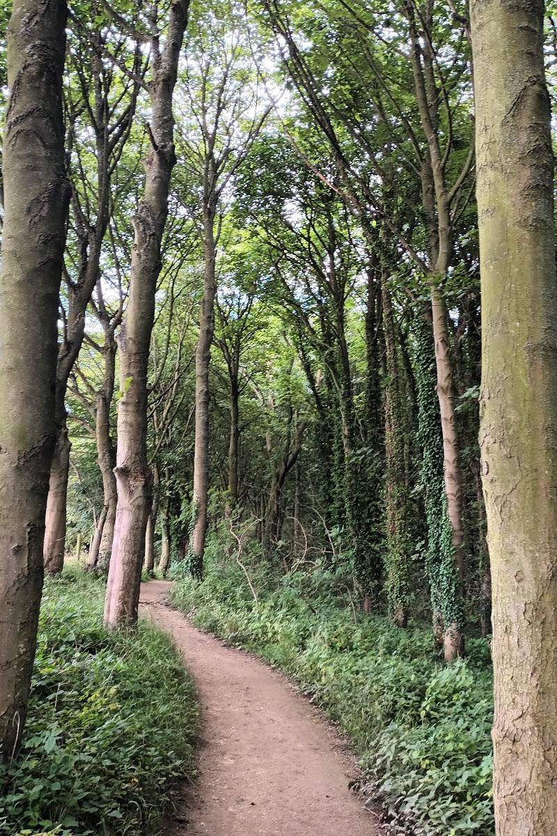 Hawthorn Dene — Place photograph