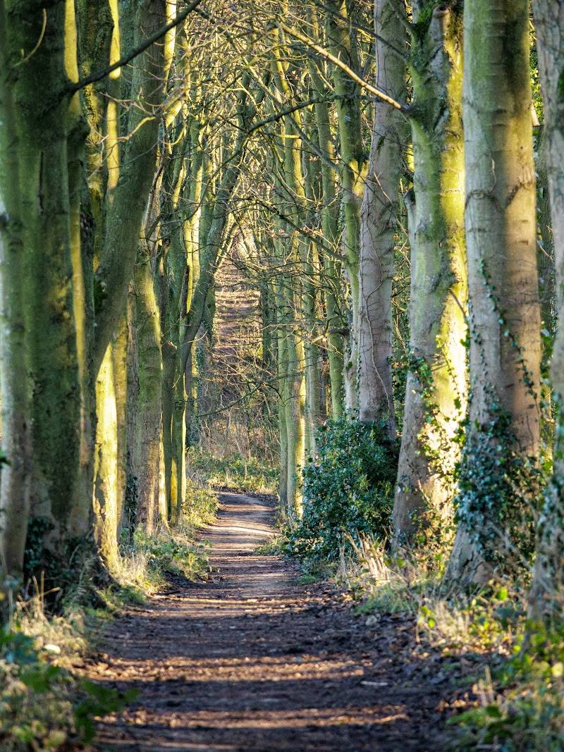 Hawthorn Dene Nature Reserve