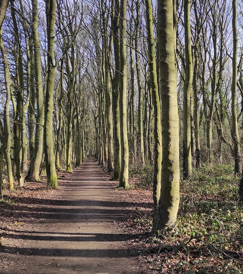 Hawthorn Dene — Place photograph