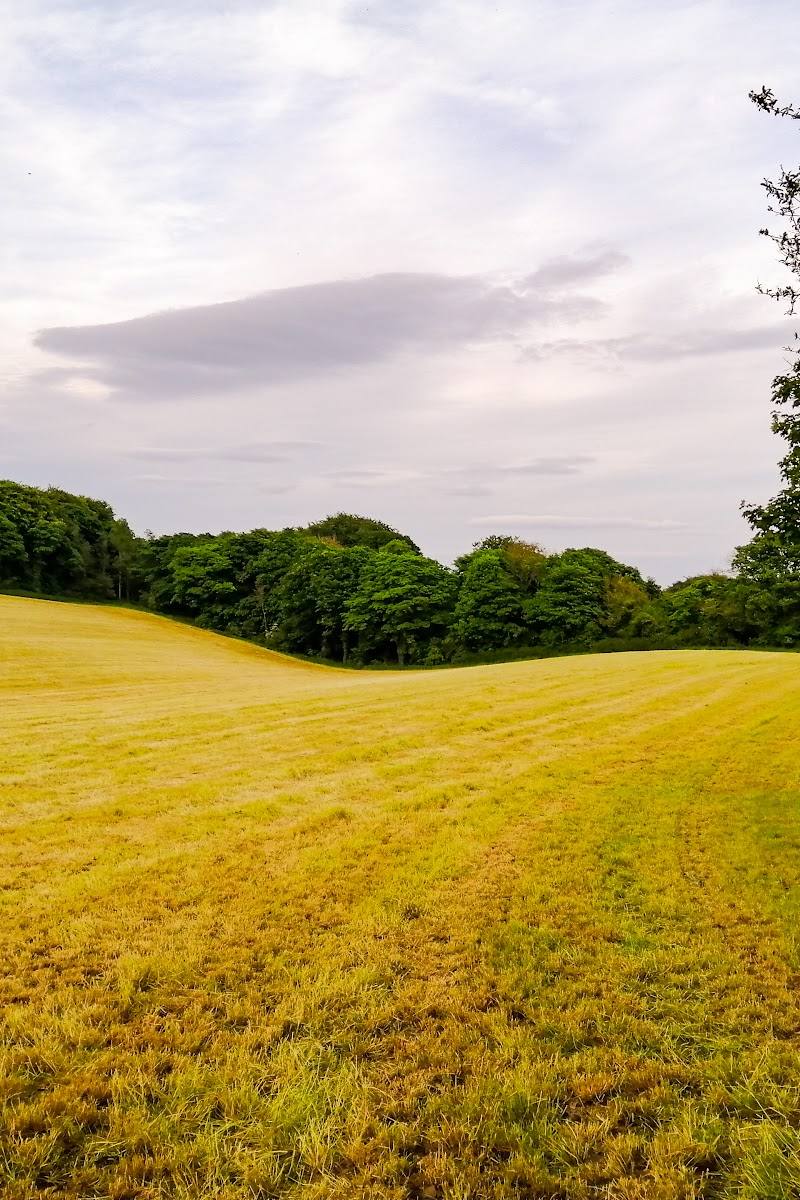 Hawthorn Dene