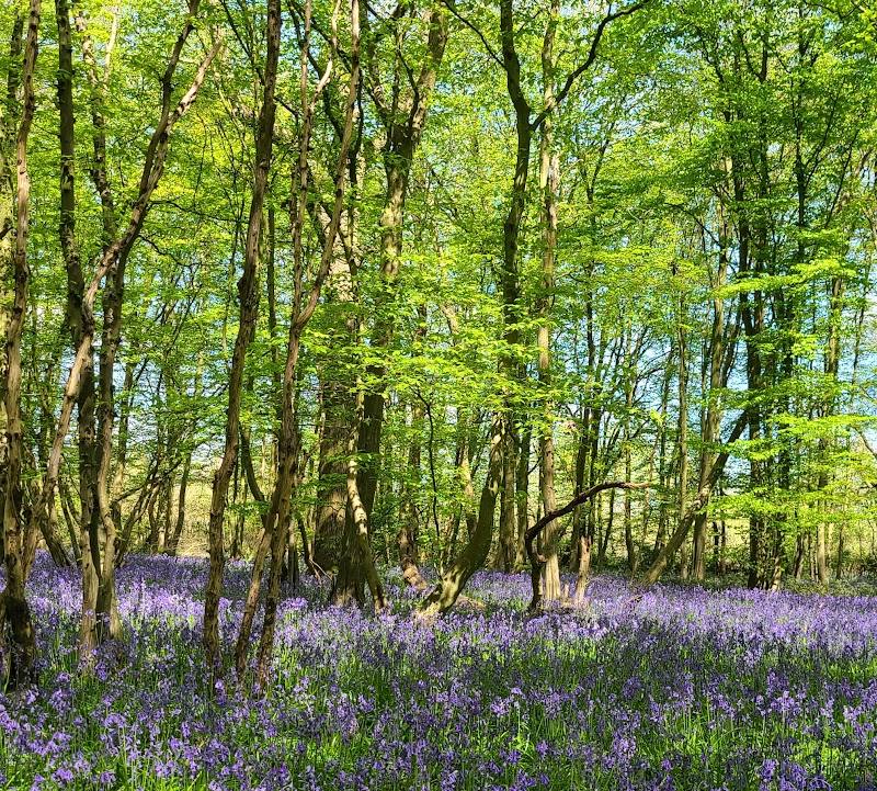 Heartwood Forest — Source image