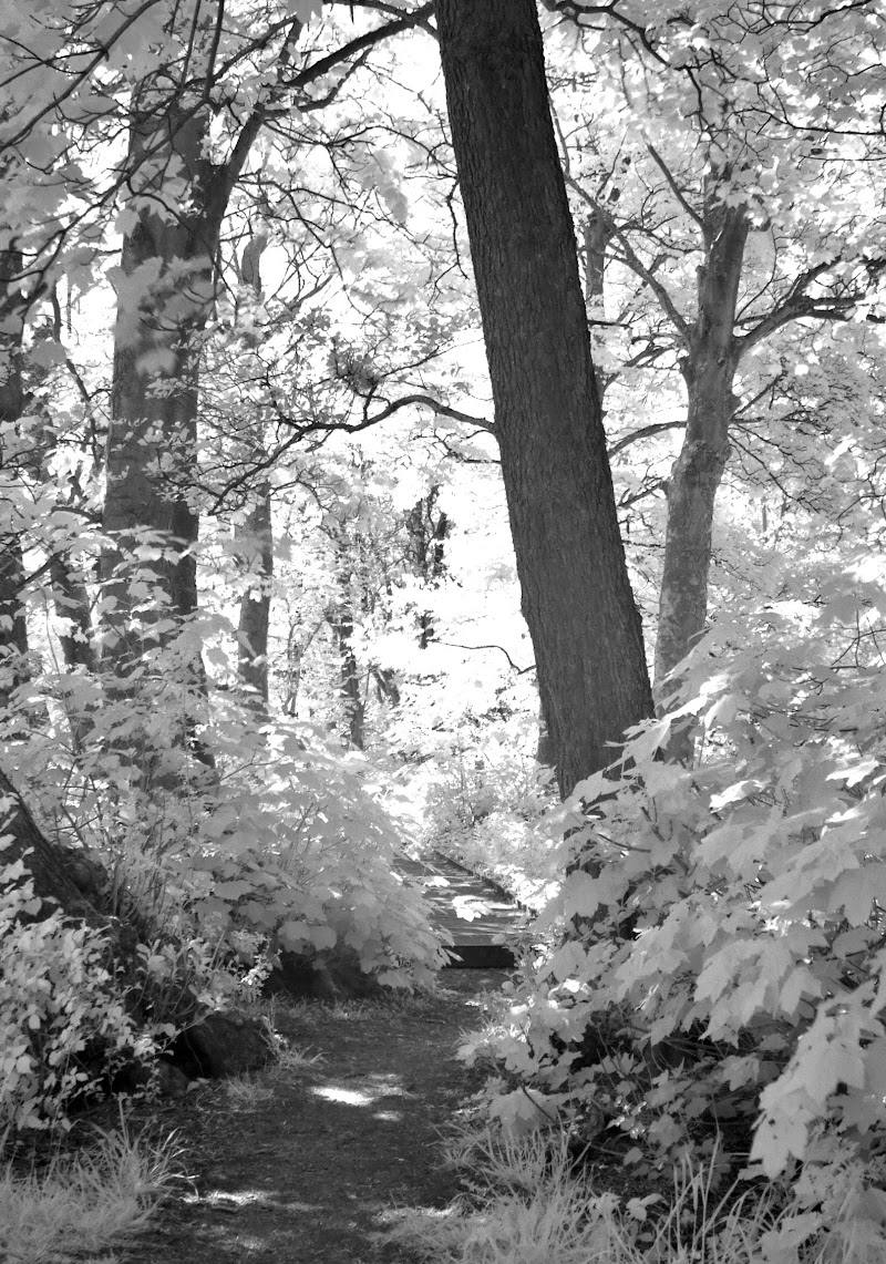 Heysham Moss Nature Reserve — Place photograph