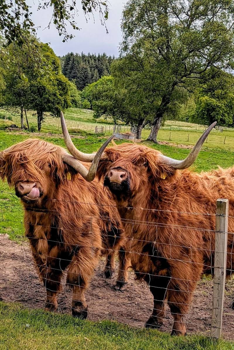 Highland Wildlife and Birdwatch Safaris — Place photograph