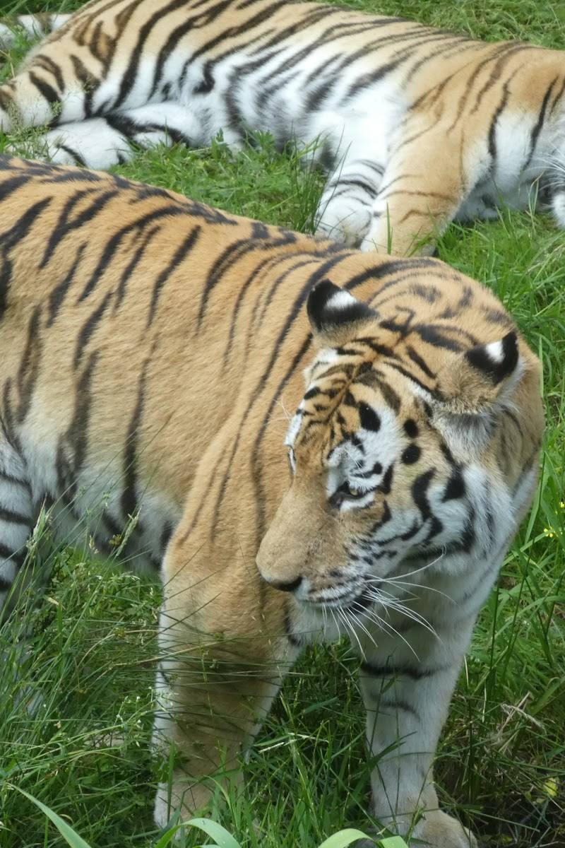 Highland Wildlife Park