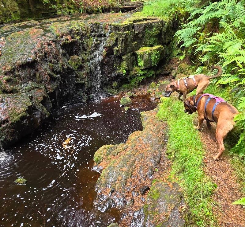 Hindhope Linn