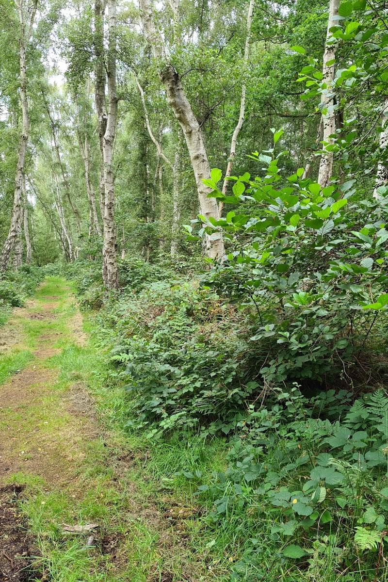Holme Fen National Nature Reserve — Place photograph