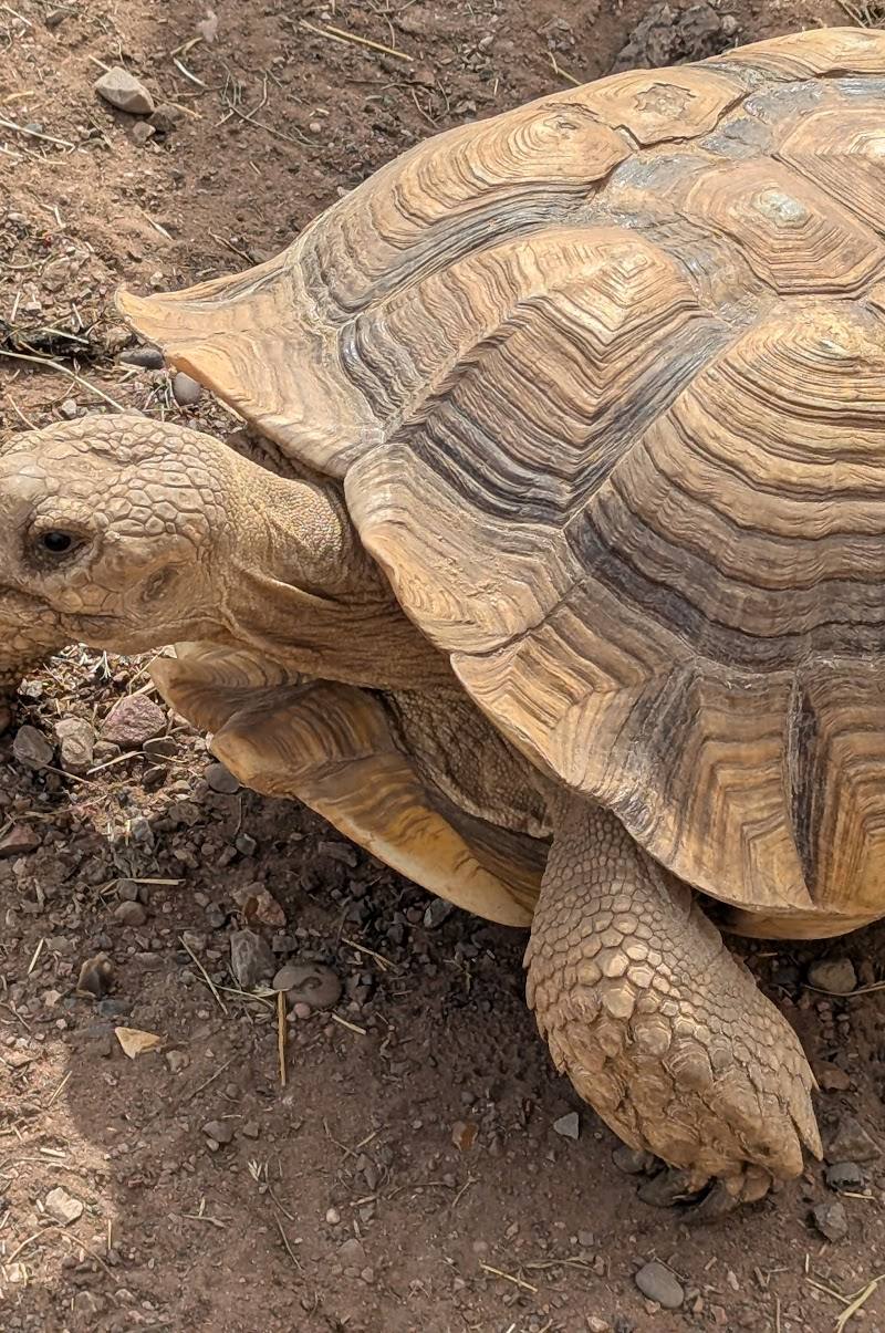 Holmes Chapel Zoo