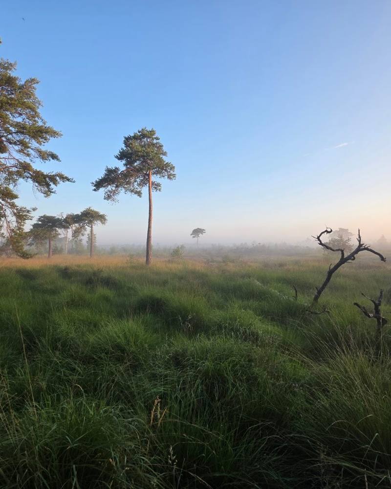 Holt Heath National Nature Reserve — Source image