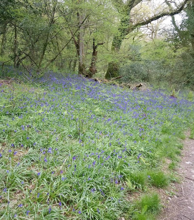 Holyford Woods Local Nature Reserve — Place photograph