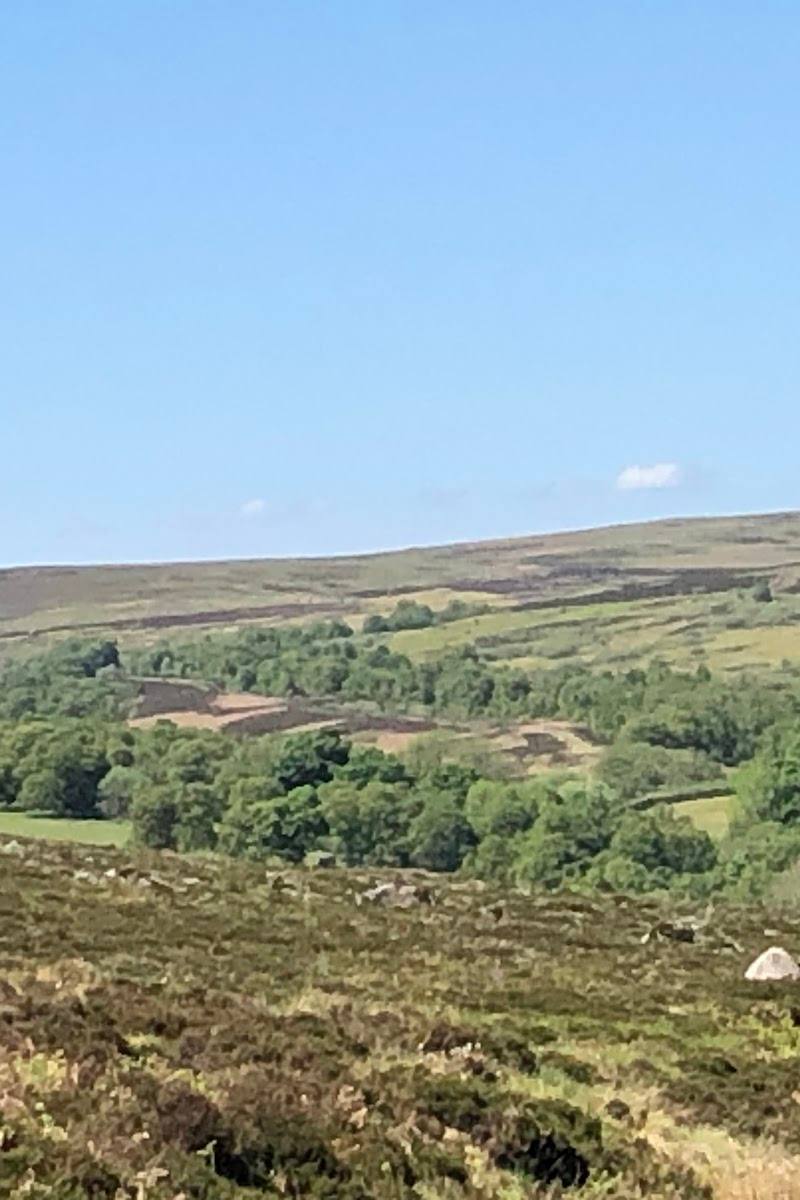 Holystone Wood