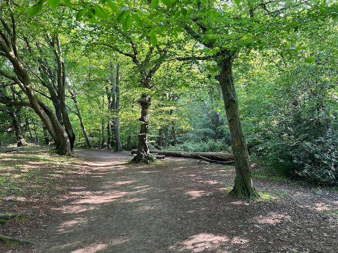 Howe Dell Woods — Source image