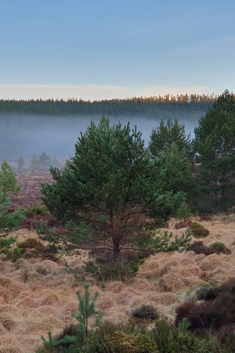 Invereshie and Inshriach National Nature Reserve