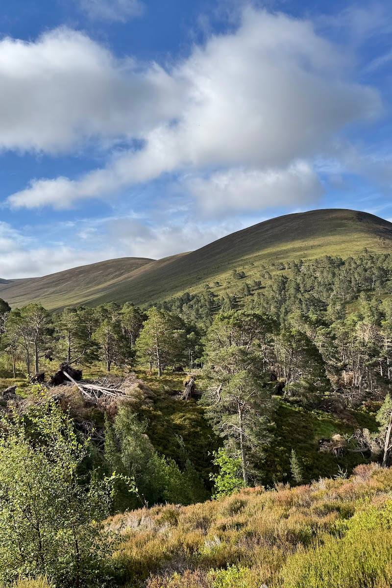 Invereshie and Inshriach National Nature Reserve