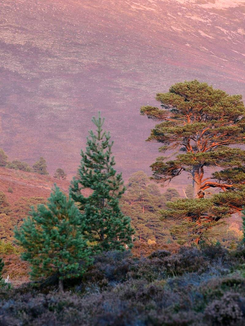 Invereshie and Inshriach National Nature Reserve — Place photograph