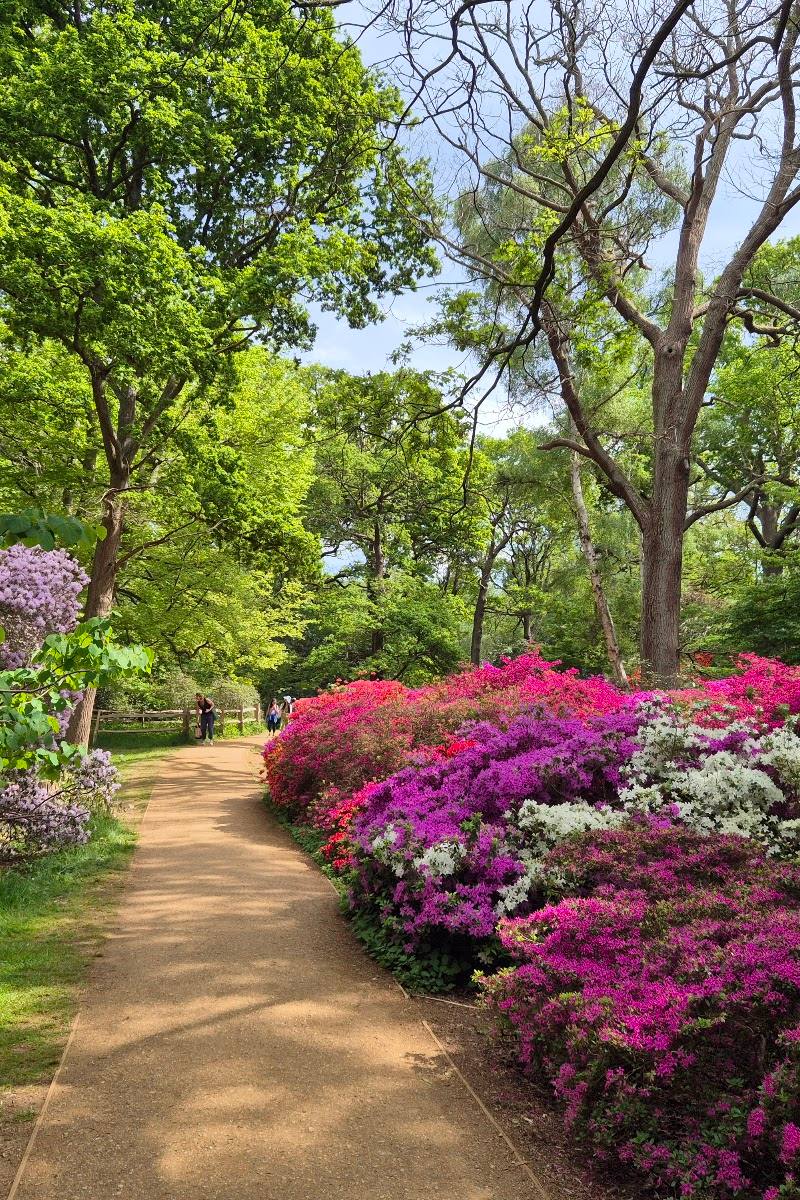 Isabella Plantation