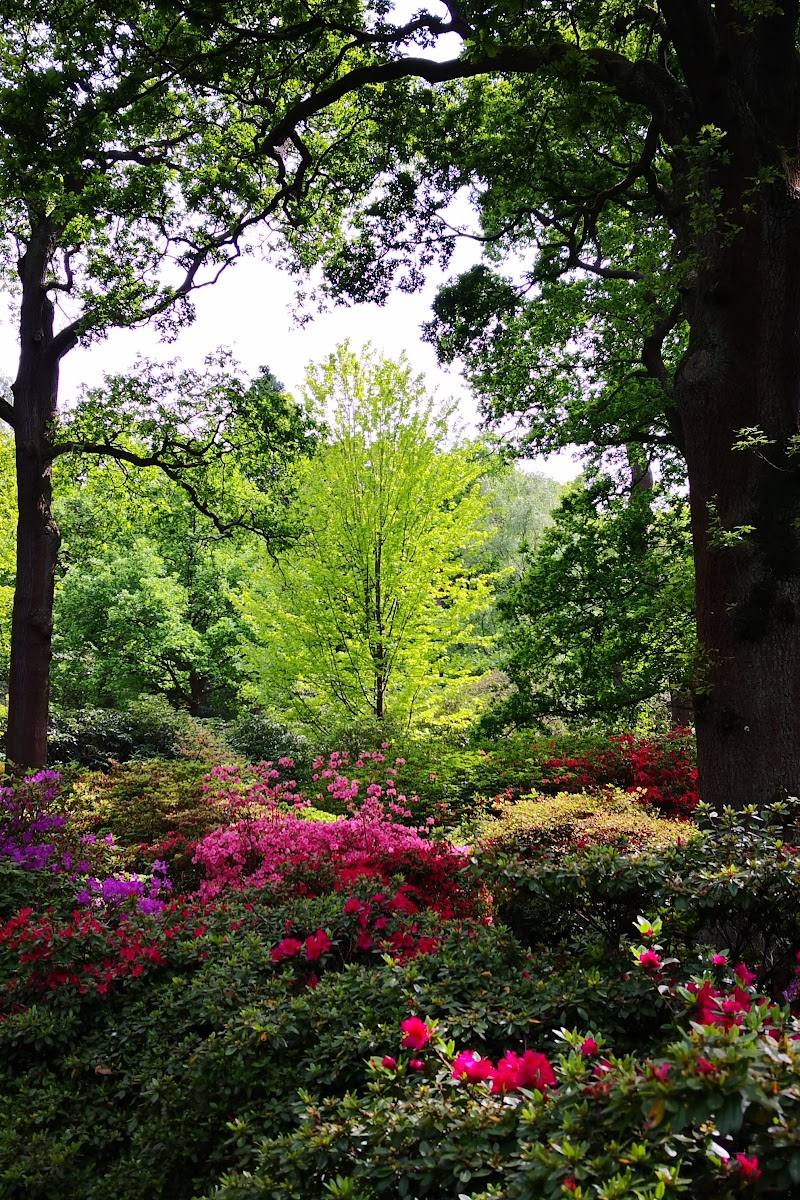 Isabella Plantation
