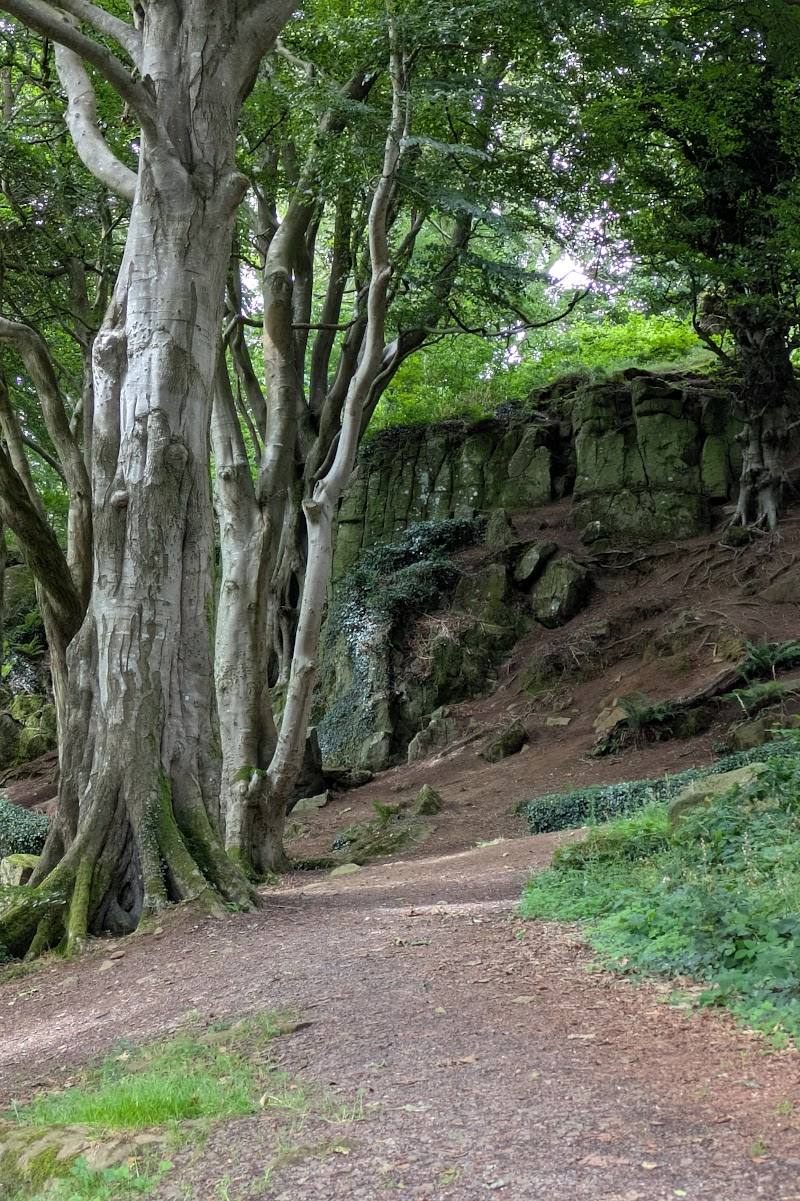 Killynether Wood — Place photograph (2 of 3)