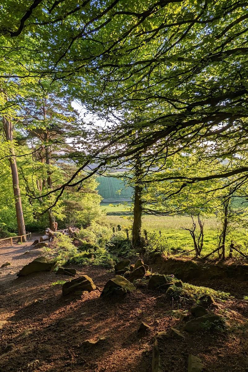 Killynether Wood — Place photograph (3 of 3)