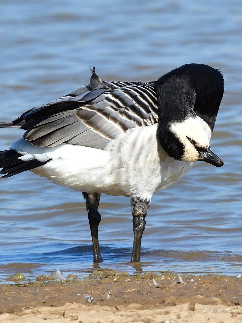 Kilnsea Wetlands