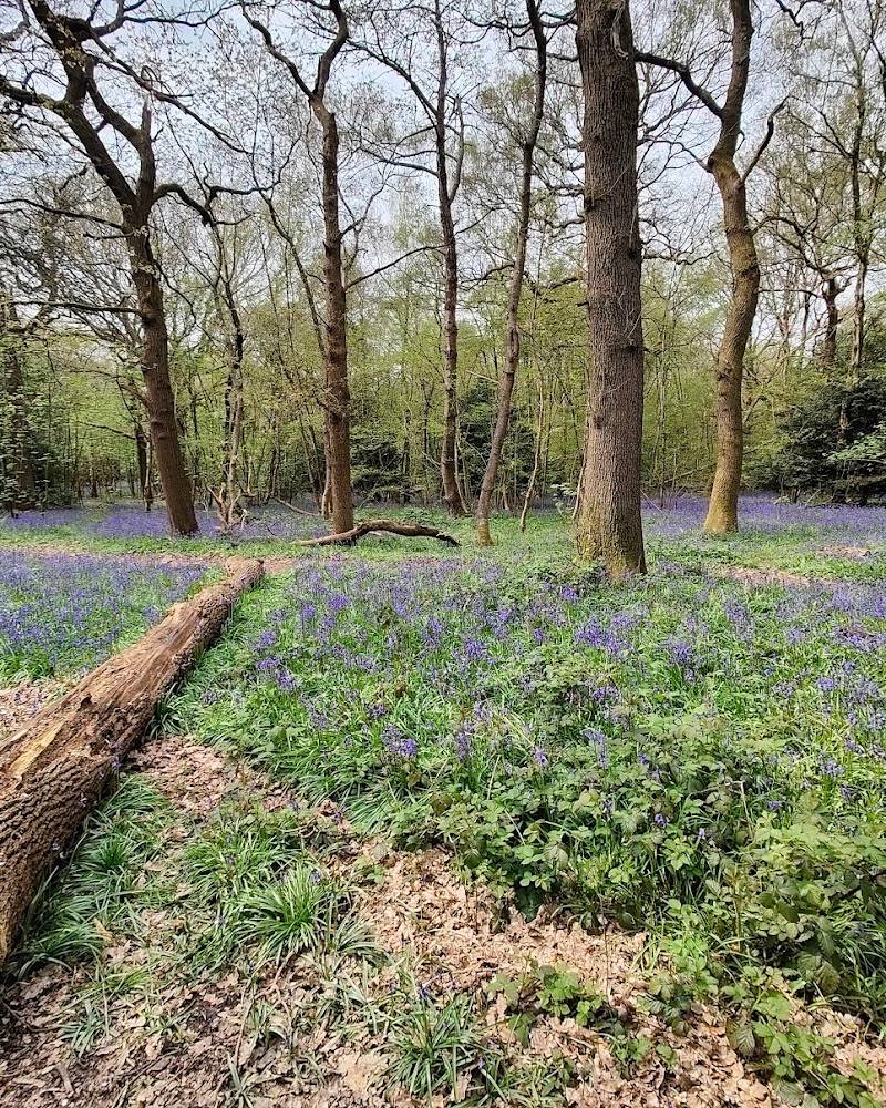 King’s Wood — Source image