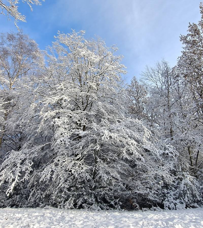 Knighton Wood
