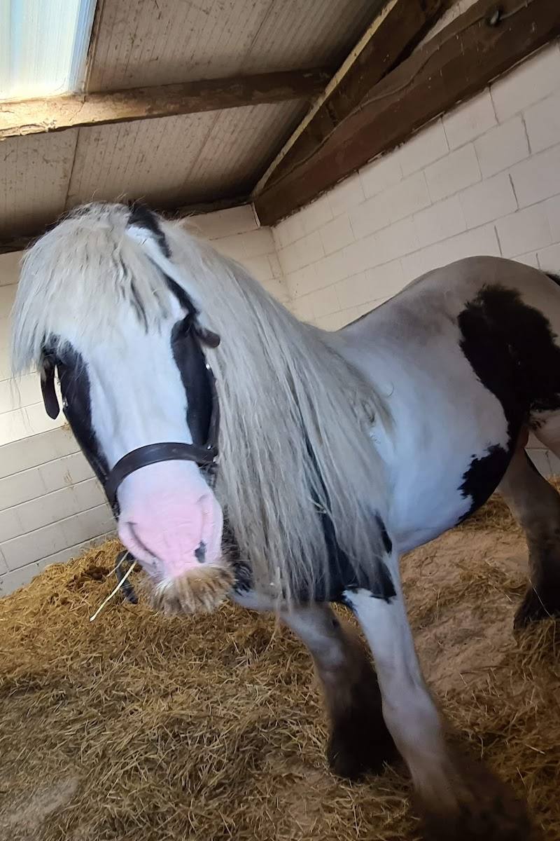 Lancaster Park & Animal Farm — Place photograph