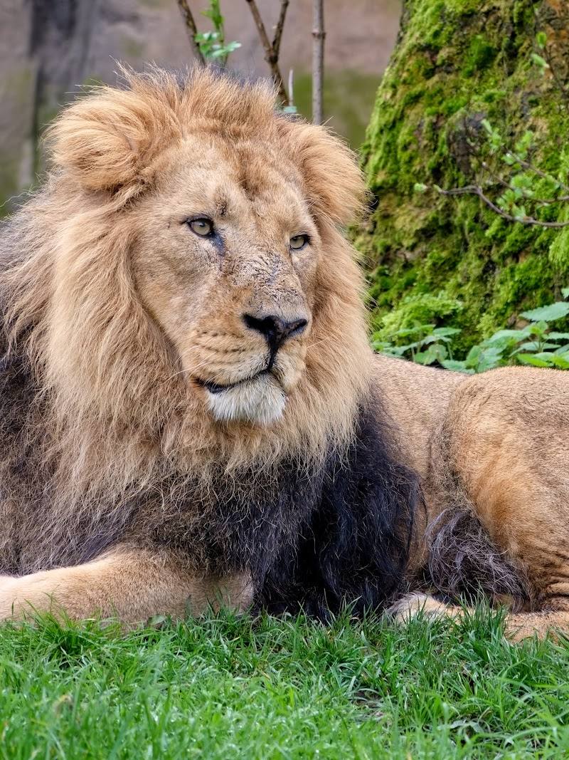 Land of the Lions — Place photograph (3 of 3)