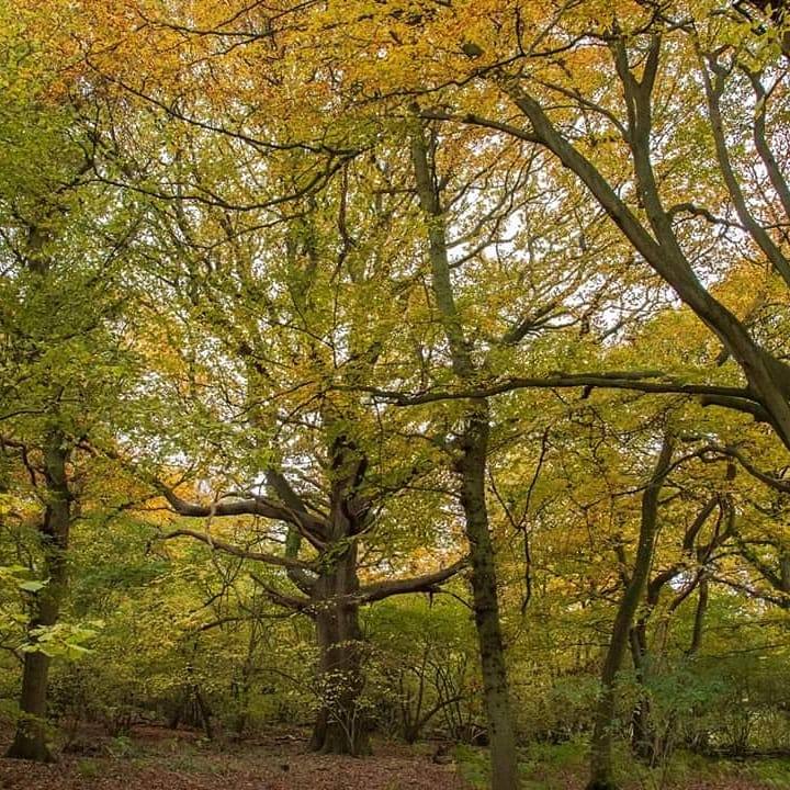Langley Vale Centenary Wood — Source image