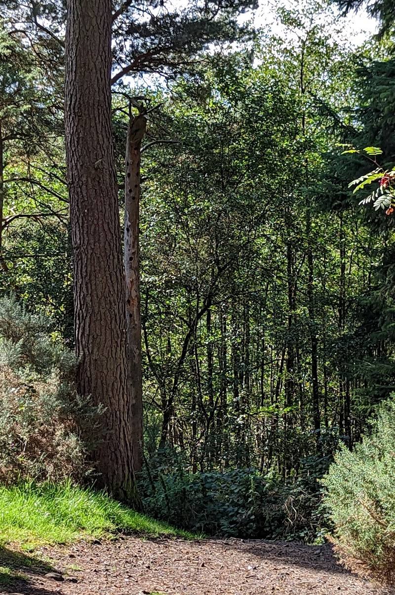 Lionthorn Woods — Place photograph
