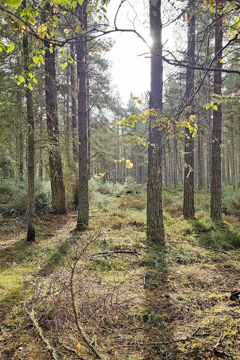 Loch Fleet National Nature Reserve (Ferry Rd Car Park)