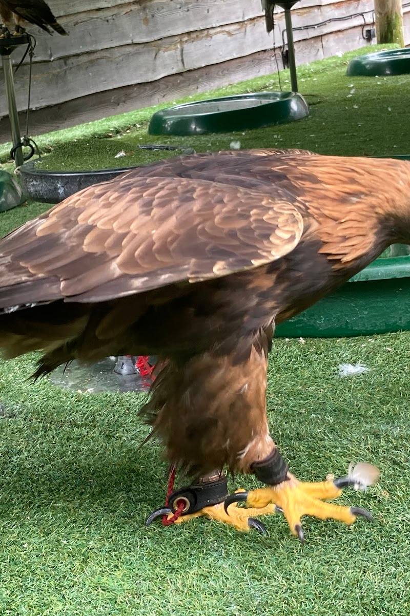 Loch Lomond Bird of Prey Centre — Source image