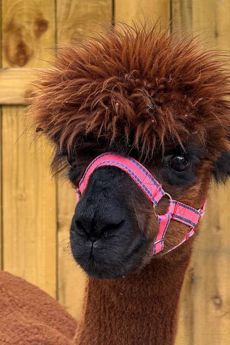 Loch Ness Alpacas — Place photograph
