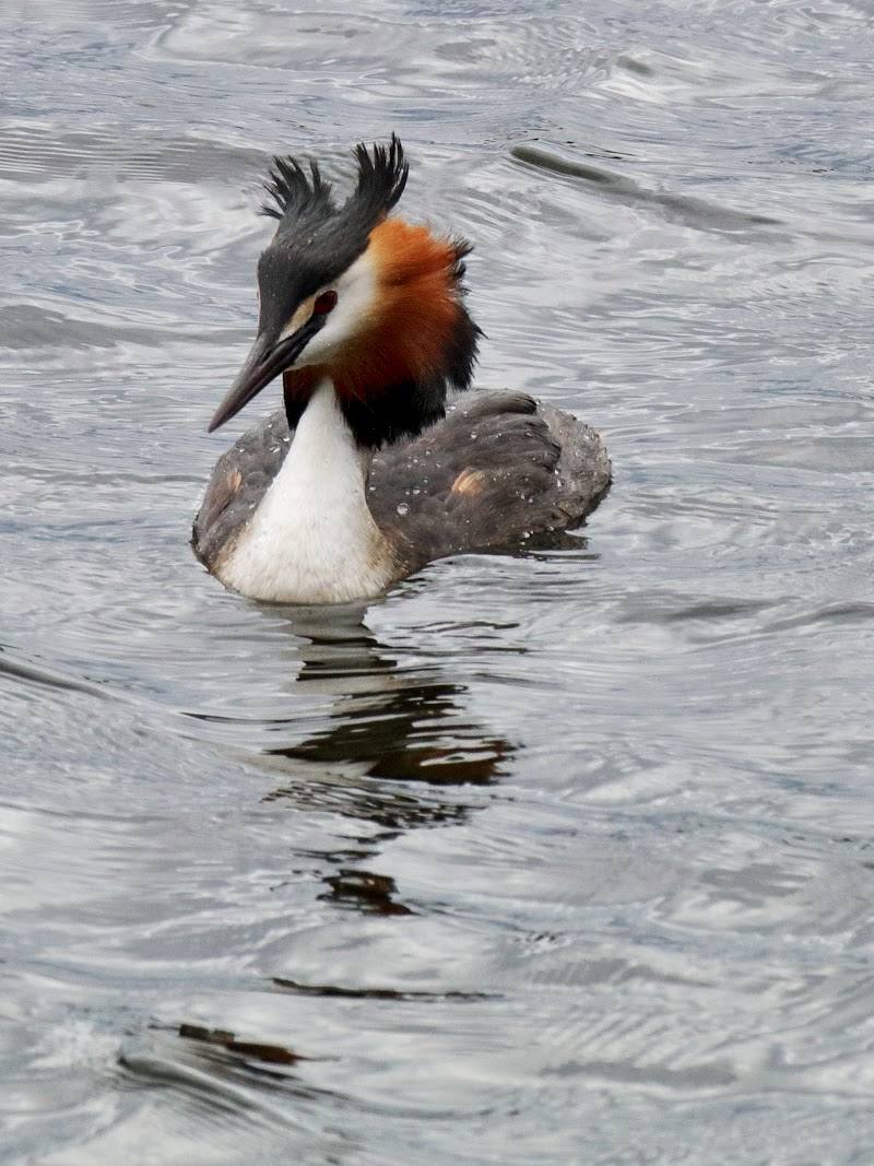 Loch of the Lowes