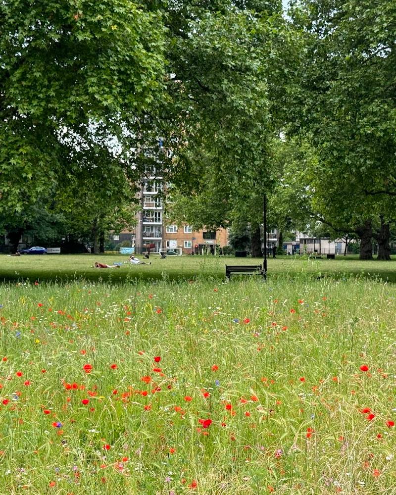 London Fields Wildflower Meadow — Source image