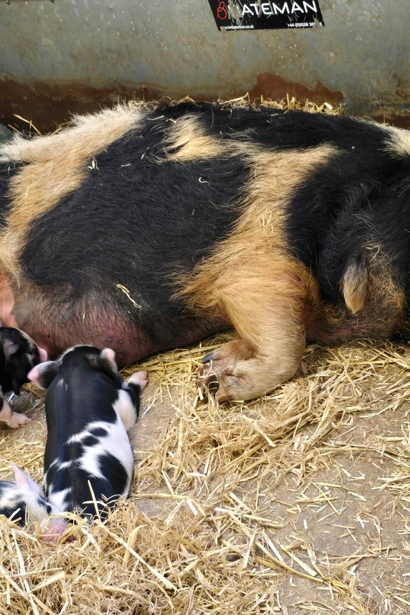 Longdown Activity Farm — Place photograph