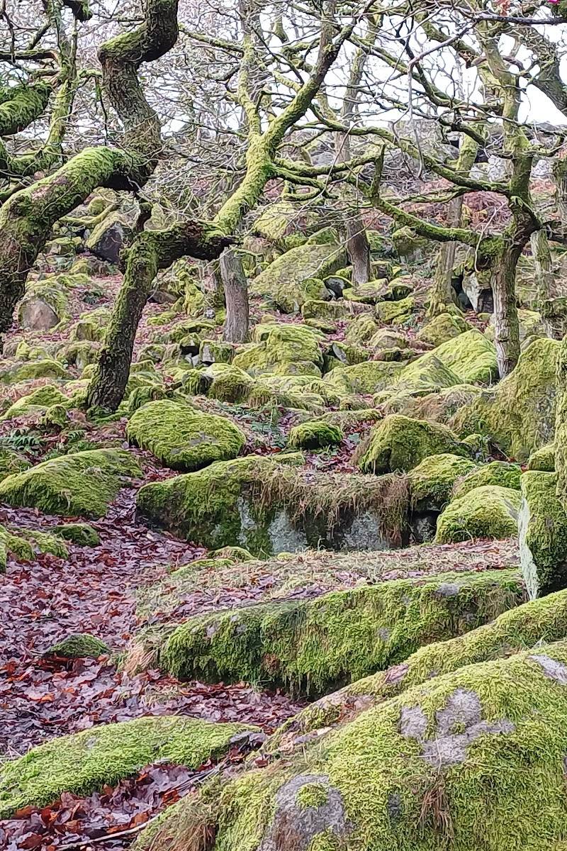 Longshaw Estate