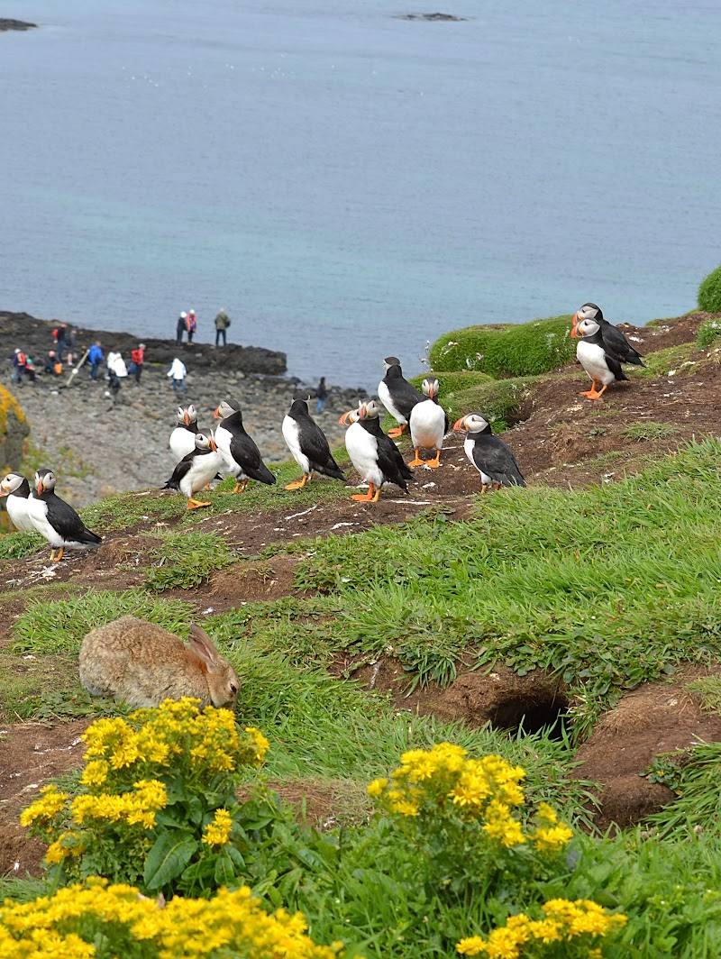 Lunga, Treshnish Isles