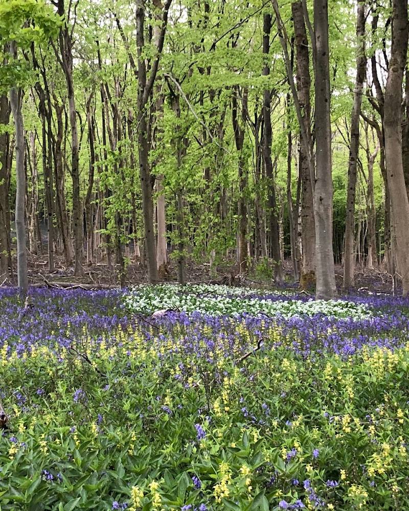 Marden Park — Source image