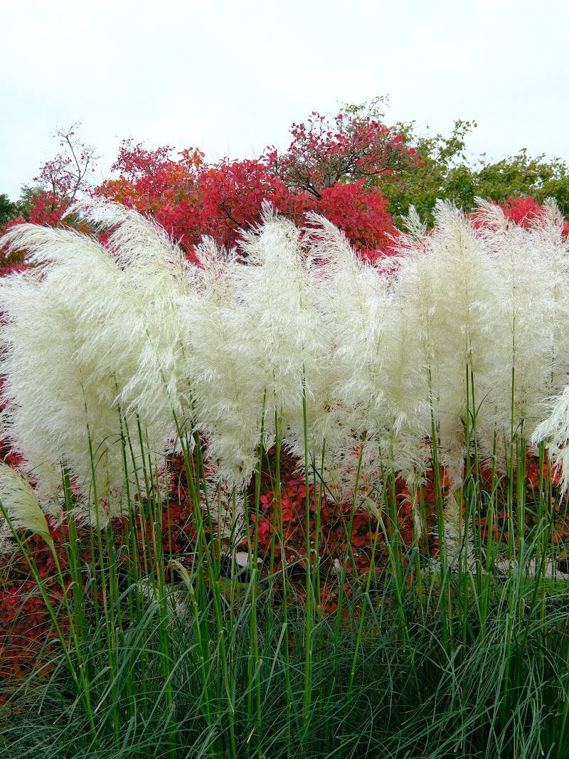 Markshall Arboretum