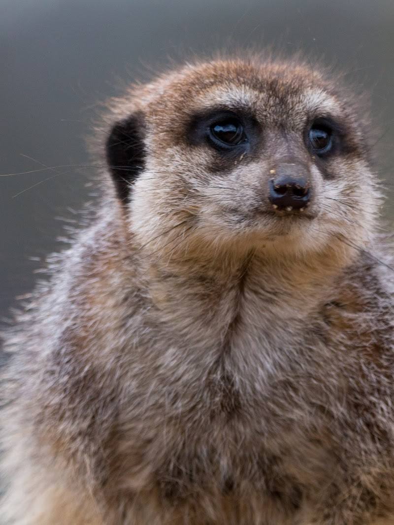 Marwell Zoo