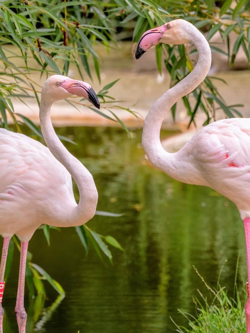 Marwell Zoo