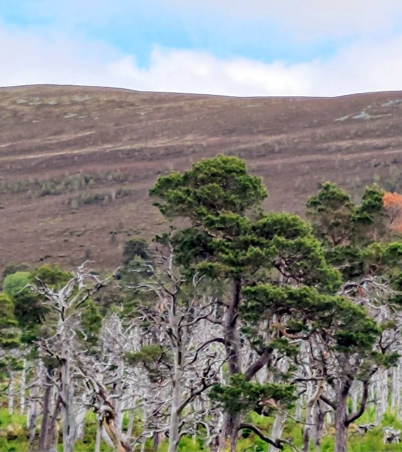 Meall a' Bhuachaille — Place photograph (2 of 3)