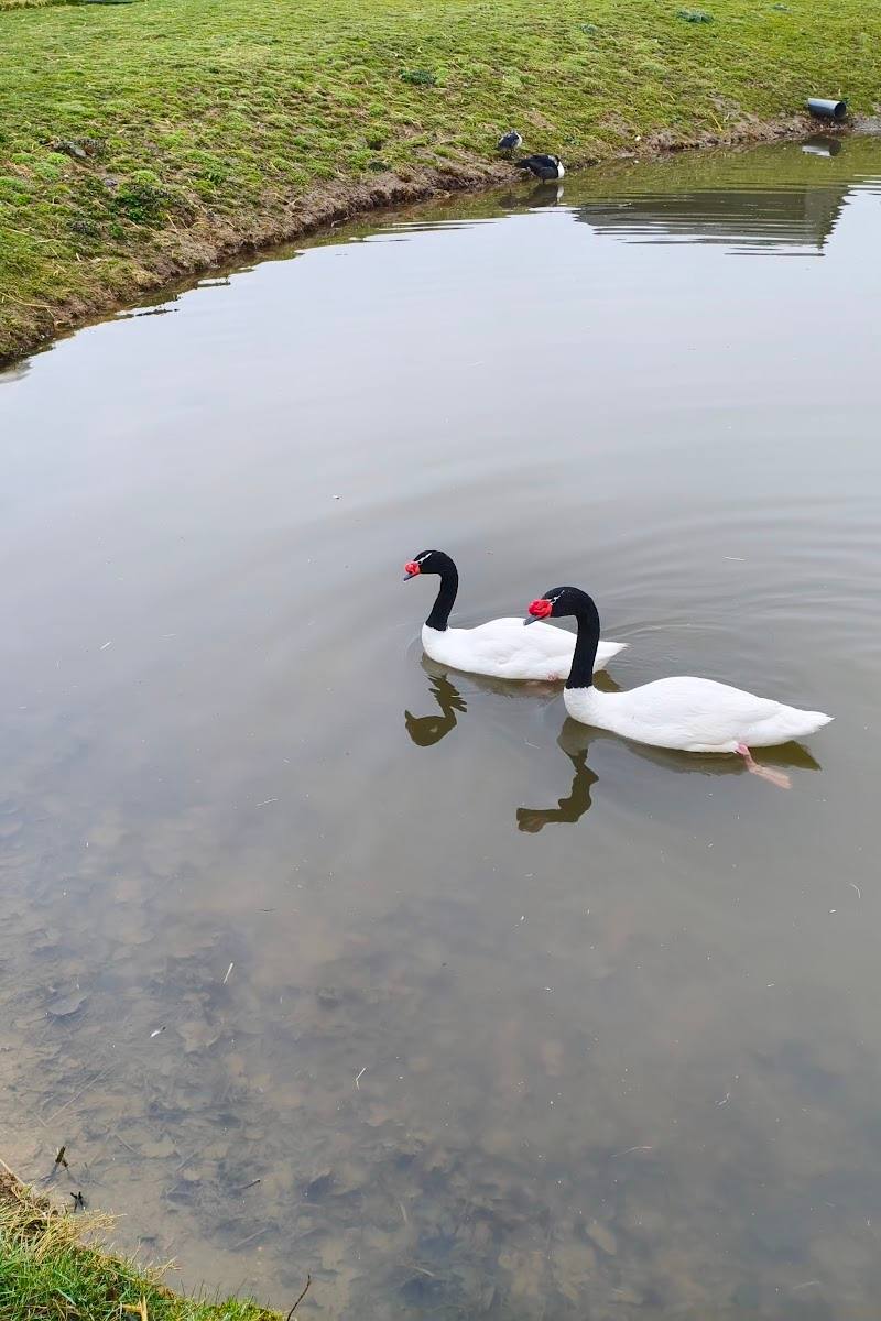 Melsop Farm Park