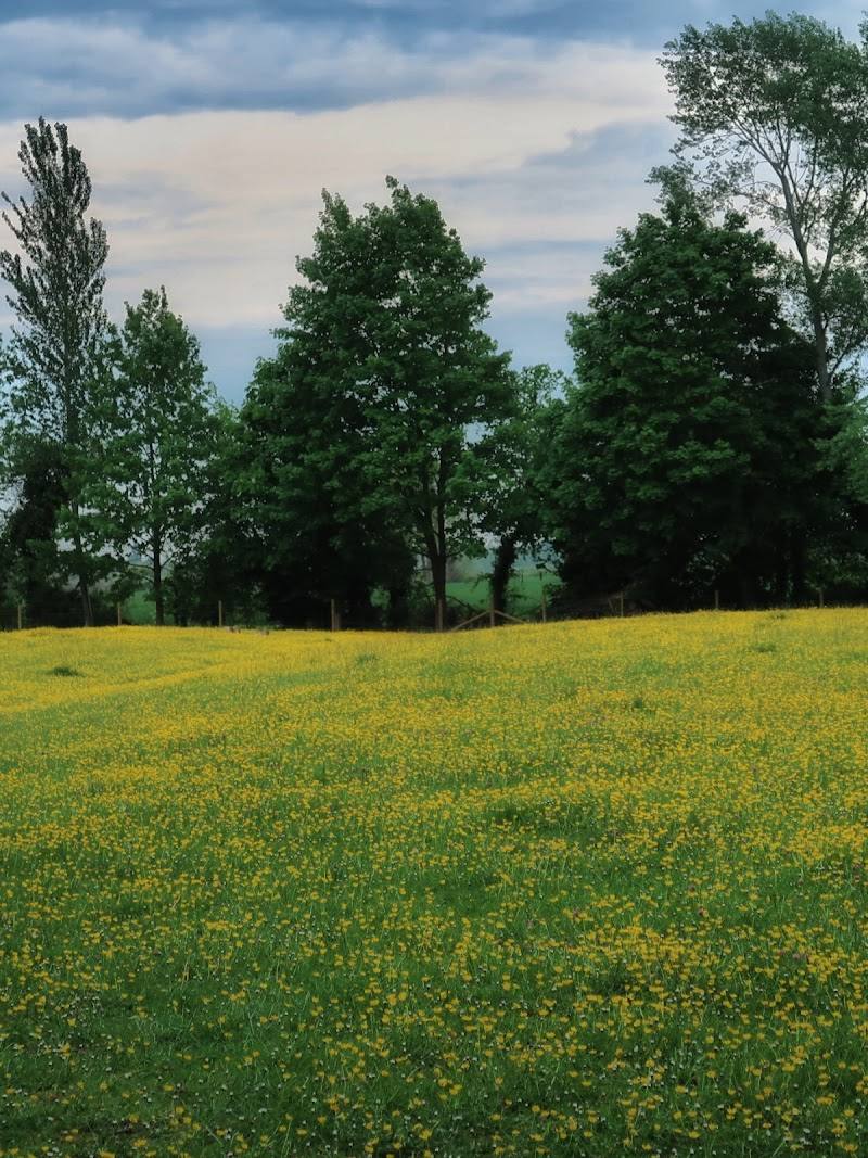 Melwood Local Nature Reserve