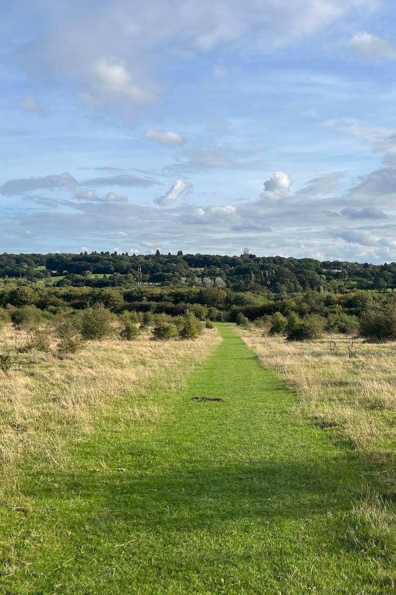 Merry Hill Wood — Place photograph