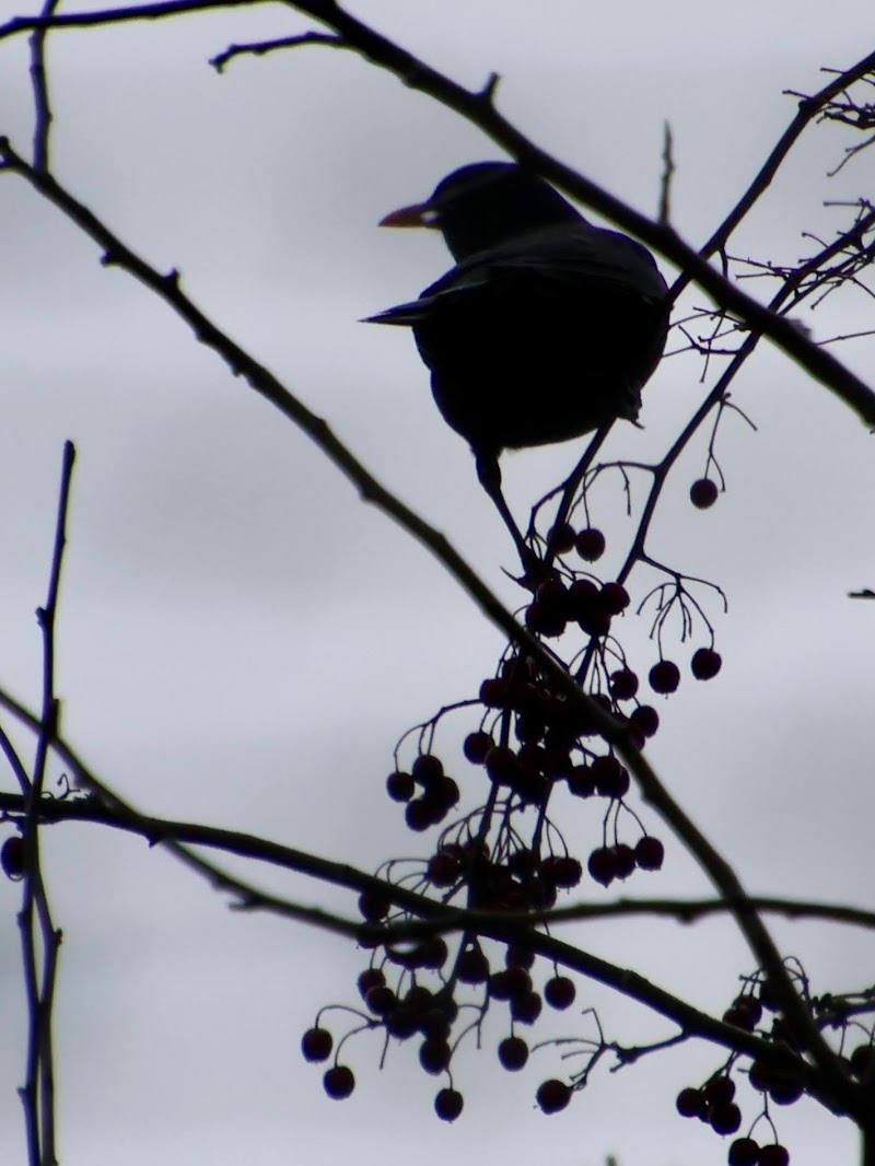 Middleton Nature Reserve — Place photograph